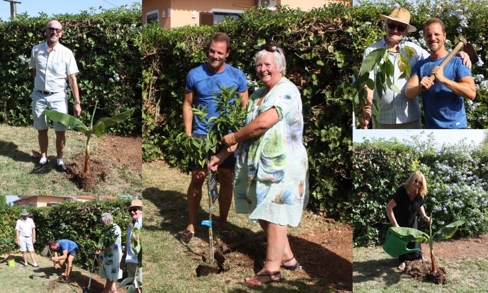 Collage Tree Planting