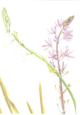 Camassia 001